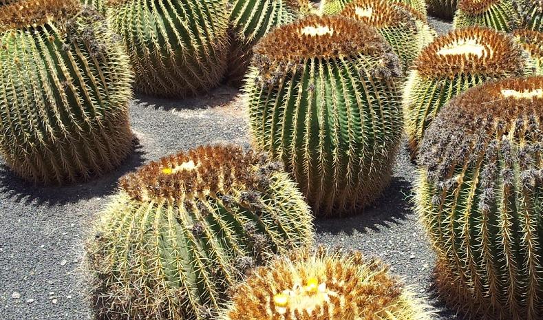 I Cactus, piante pungenti ma molto amate.